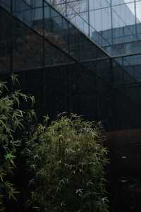 初雪輕吻北京,繪就靜謐詩意畫卷