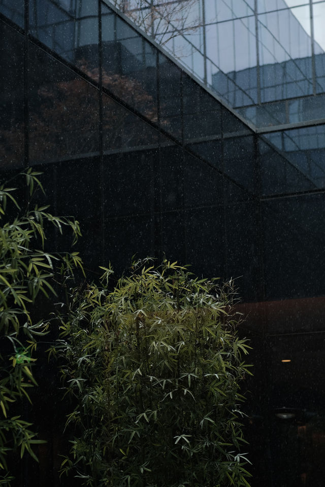 初雪輕吻北京,繪就靜謐詩意畫卷 初雪輕吻北京,繪就靜謐詩意畫卷