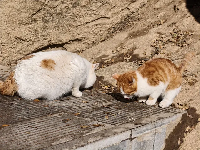 雪後秦嶺宛如仙境!南五臺山冬日徒步全攻略 雪後秦嶺宛如仙境!南五臺山冬日徒步全攻略