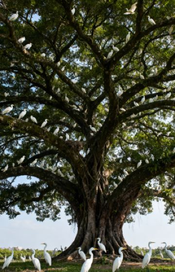 จิตวิญญาณชาของป่าได้ตื่นขึ้นที่นี่