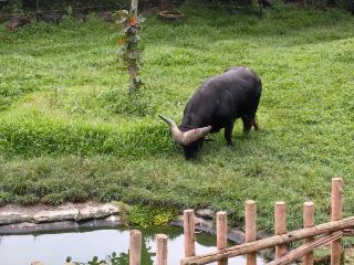 インドネシア親子におすすめの神ホテル｜一人当たり300元でケニア同様のラグジュアリーサファリホテルを体験