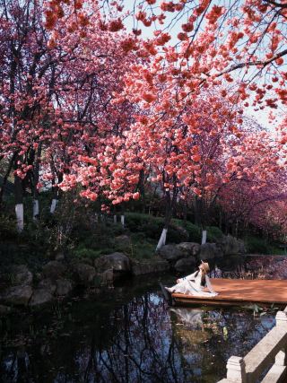 Dali's Hidden Cherry Blossom Secret Spot! Enjoy Stunning Cherry Blossom Photos Without the Crowds