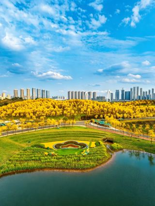 칭슈산의 노란 꽃 풍경 | 난닝의 봄은 이 황금빛 바다로 물들었습니다. 일 년을 기다린 끝에 칭슈산의 노란 꽃 풍경이 마침내 만개했습니다!