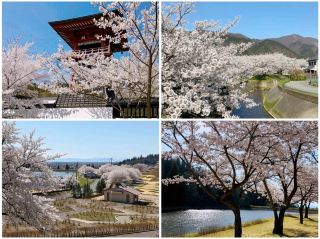 保存版！日本お花見ビザ・入国完全攻略ガイド。