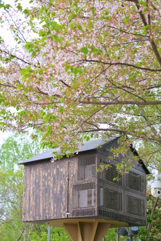 春の子ども連れの聖地、人が少なく景色も美しいワンストップの楽しみ方