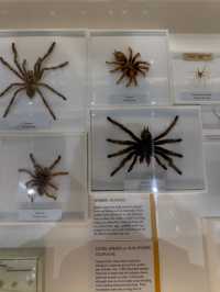 Amazing Visit to Cambridge's Museum of Zoology