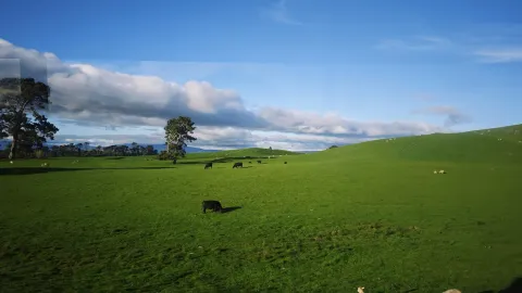 An amazing New Zealand highlights tour, great weather, magnificent scenery, a very relaxing trip. The details of this tour were really Tour leader Li, Li Shenghua, was very — traveler post in Akaroa