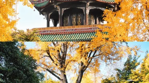 成都的秋天真的美到封神!滿城金黃的銀杏,一秒穿越到油畫世 — traveler post in 德陽
