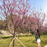 香港櫻花園🌸cherry blossom garden in Hong Kong🇭🇰 