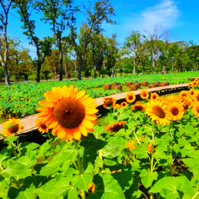 🌻เหลืองบานกลางกรุง