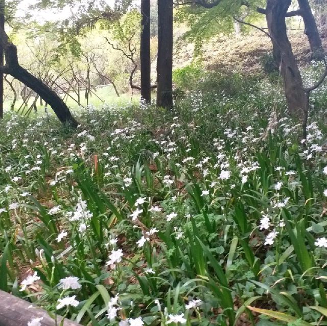 井之頭恩賜公園賞櫻參拜遊湖🌸🚣‍♀️