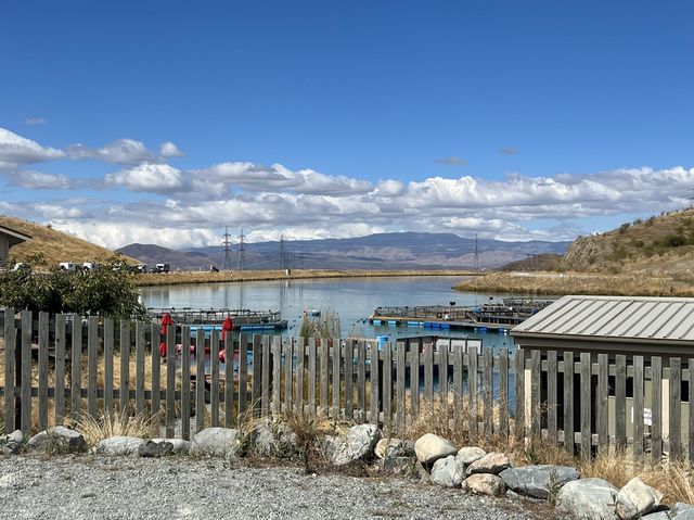 紐西蘭景點，高山鮭魚農場Twizel High Country Salmon，想吃新鮮鮭魚來這裡就對了
