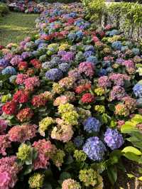 處處繡球花圃 @ 元朗公園
