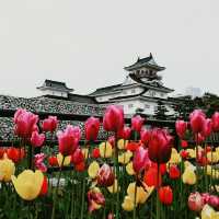 Amazing Toyama