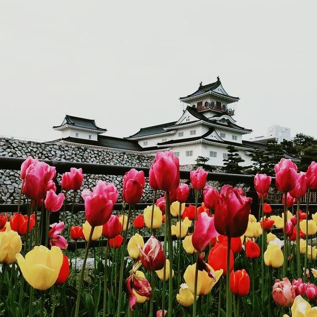 Amazing Toyama