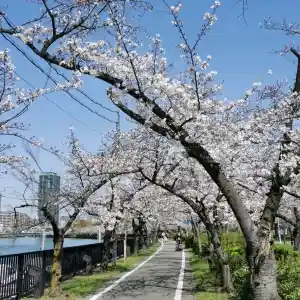 Kema Sakuranomiya park in spring