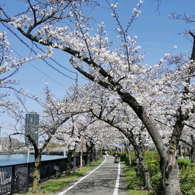 Kema Sakuranomiya park in spring