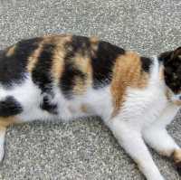 หมู่บ้านแมว Houtong Cat Village 