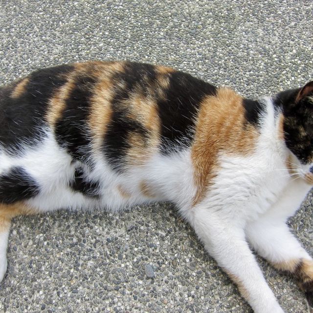 หมู่บ้านแมว Houtong Cat Village 