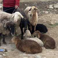 동물을 사고 파는 일요일 가축 시장인 Livestock Bazar 🇰🇬