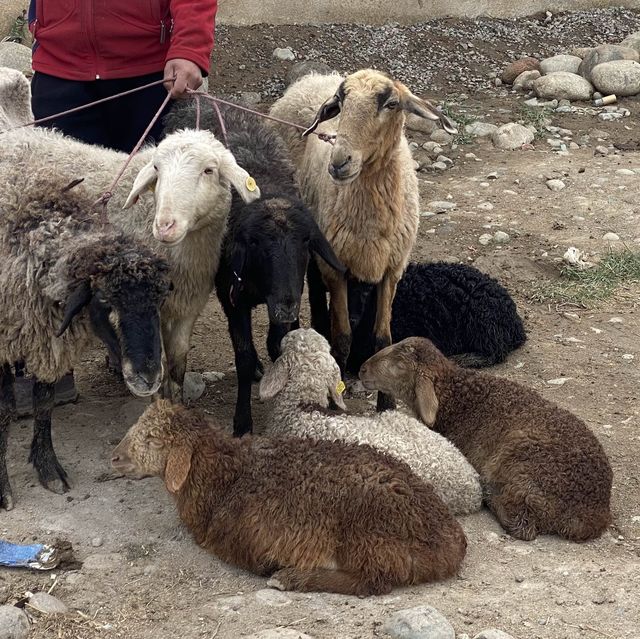 동물을 사고 파는 일요일 가축 시장인 Livestock Bazar 🇰🇬