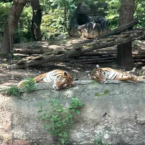 에버랜드 <사파리월드> 빠르게 즐기는 방법🔥🐅