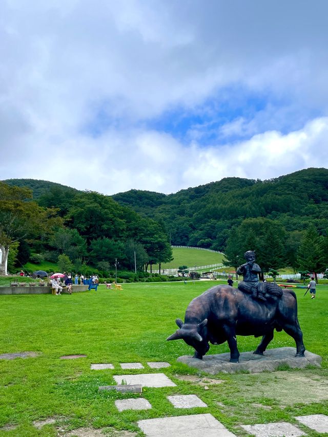 자연에서 뛰노는 양들을 가까이서 만날 수 있는 대관령 하늘목장🐑
