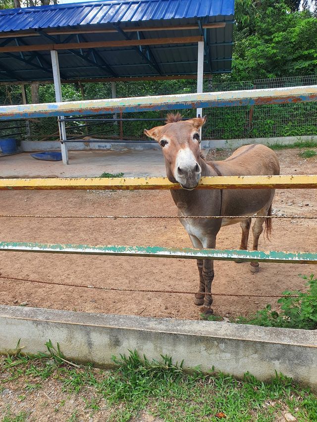 Ostrich Show Farm PD ✨