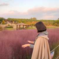 매년 10월 상암 하늘공원에서 볼 수 있는 억새축제🌾🌾