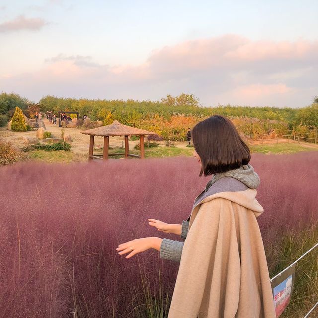 매년 10월 상암 하늘공원에서 볼 수 있는 억새축제🌾🌾
