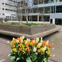 荷蘭🇳🇱海牙The Hague(Den Haag)🏙️🏢新城市探索玩耍