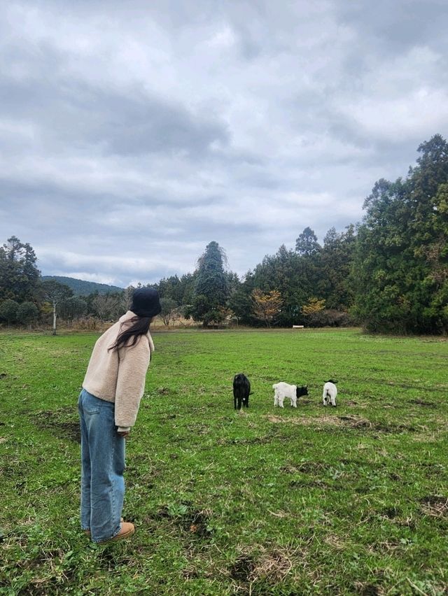 🌳제주 동쪽여행 걷기 좋은 숲길, "비밀의숲"🌳