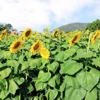 ดอกทานตะวันบานโครงการพระราชดำริ เขาชะงุ้ม ราชบุรี