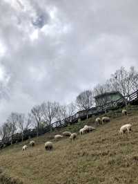 Qingjing Farm - Nantou 🐑