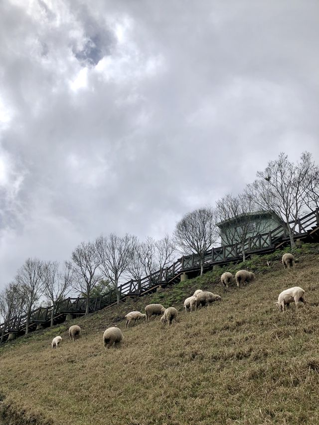 Qingjing Farm - Nantou 🐑