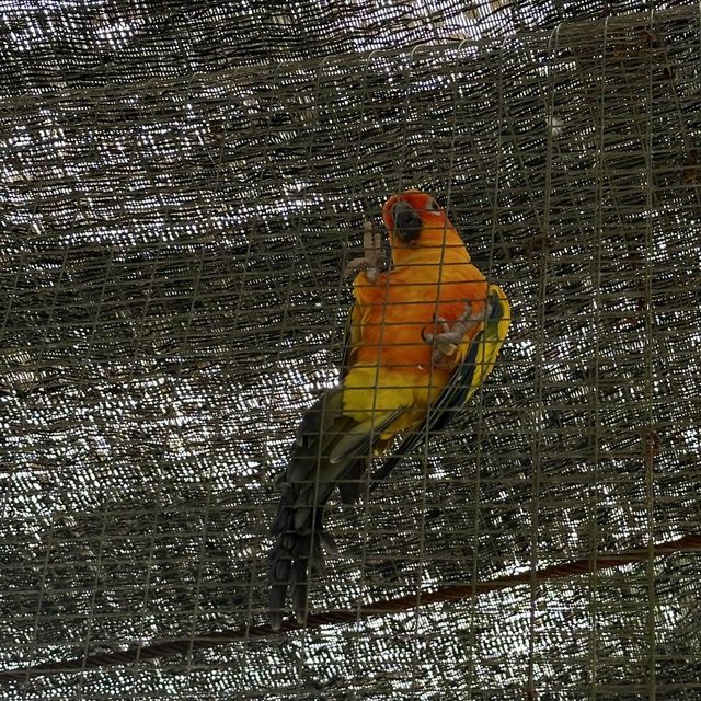 Bird Park in Kuala Lumpur