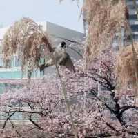賞櫻名所 上野恩賜公園part2