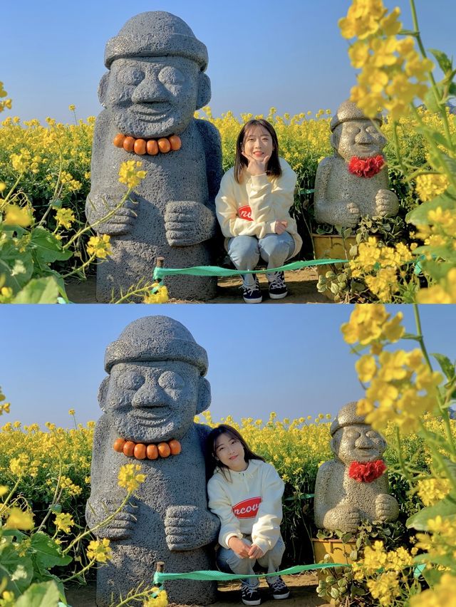 슬슬 들려오는 제주유채꽃 만개 소식🌼 직접 다녀온 제주유채꽃 스팟 공유💛