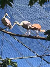 Animal Encounter at Cebu Safari