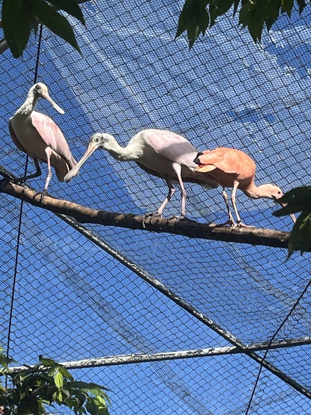 Animal Encounter at Cebu Safari