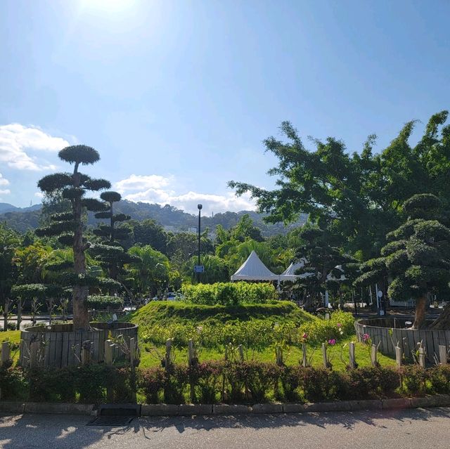 大埔小白鷺之鬱金香🌷的季節