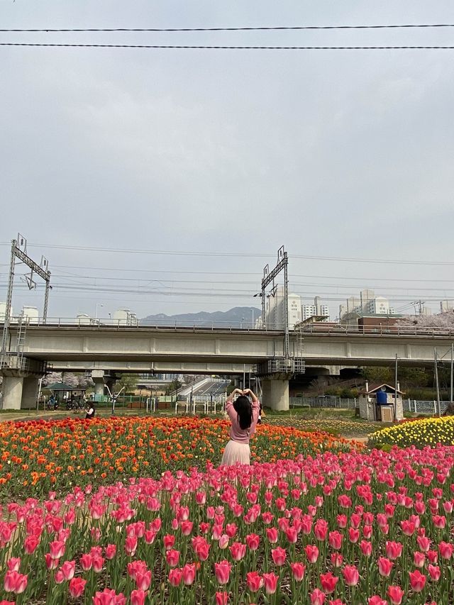 부산 튤립을 만날 수 있는 곳
