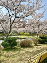 나주 벚꽃 명소 동신대 미래학사에서 예쁜 벚꽃 구경가기🫶