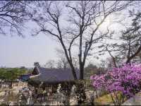 韓國世界遺產之一🇰🇷昌德宮