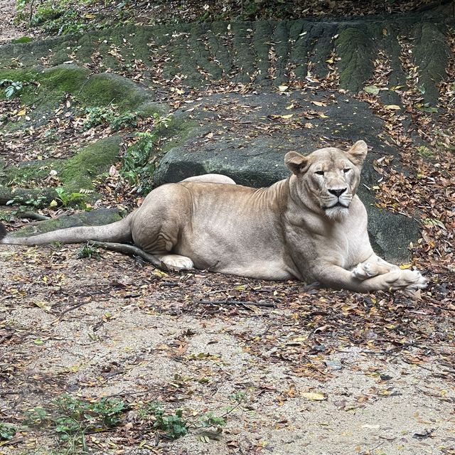 Singapore Zoo