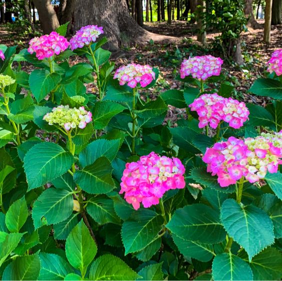 ชมดอกไฮเดรนเยีย (Hydrangea)จ.ไอจิ