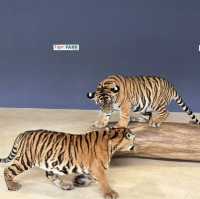 🐯體驗不一樣的老虎 | 芭堤雅老虎園🐯