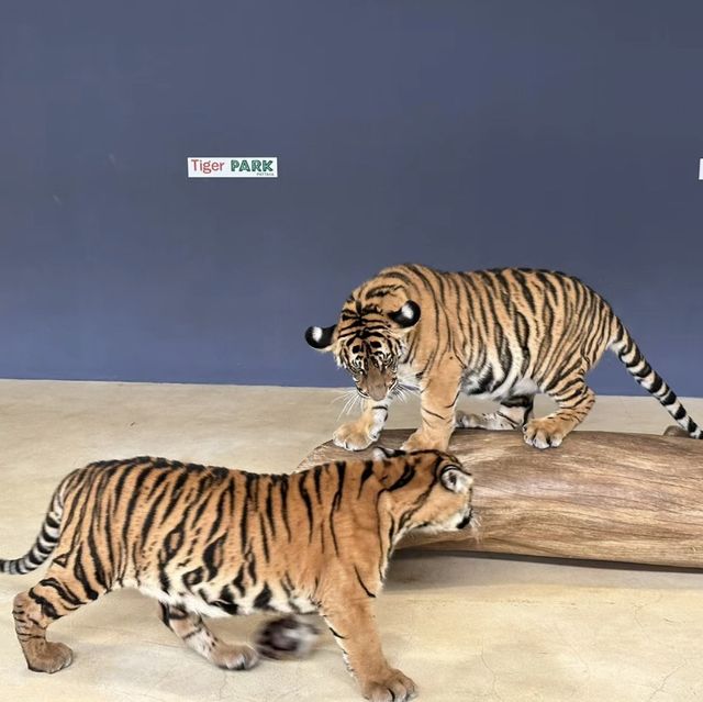 🐯體驗不一樣的老虎 | 芭堤雅老虎園🐯