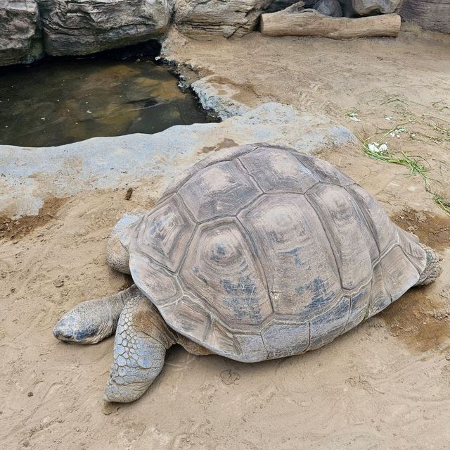 日本最古老最有名的動物園🐘🦒🐼🦌