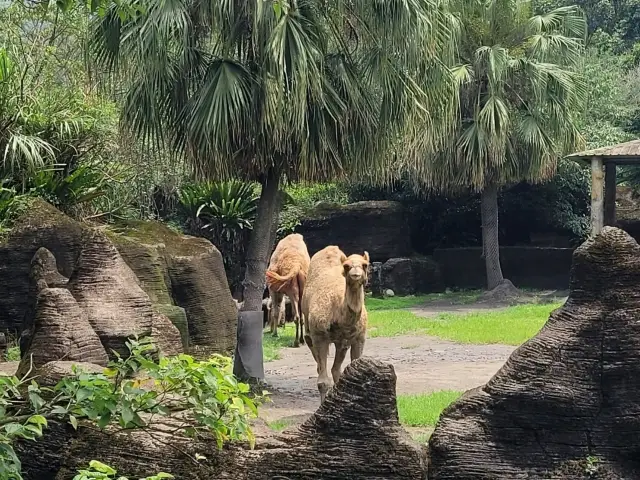 台灣必去的台北市立動物園